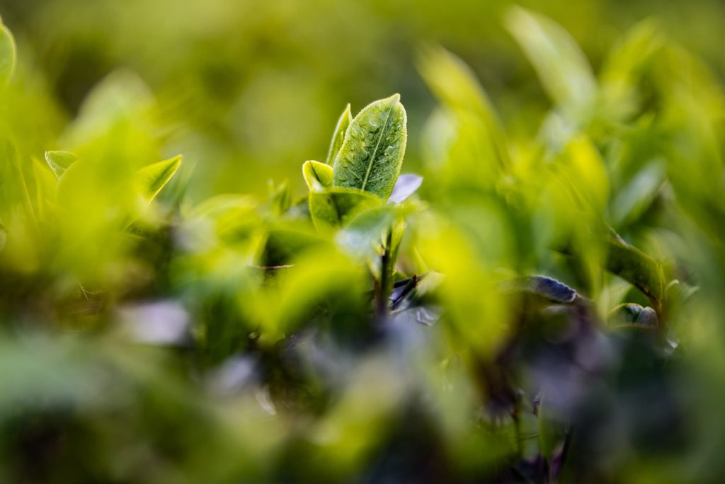 close up of ceylon tea plants in field